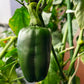 Marconi Giant Pepper ripening on plant used to display pepper seeds for sale