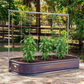 Three pepper plants growing in a raised garden bed, supported by the metal frame string trellis in an outdoor setting.