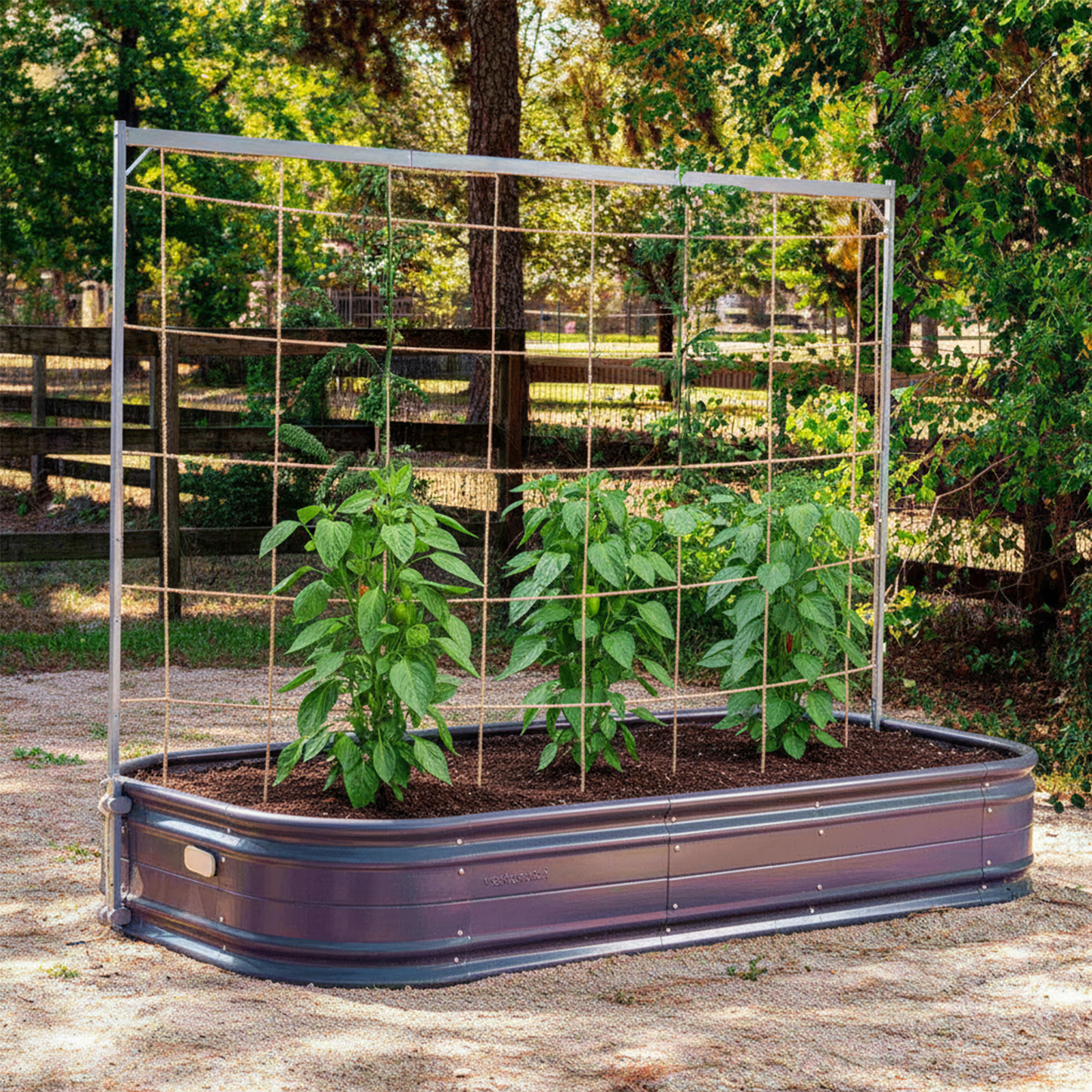 Three pepper plants growing in a raised garden bed, supported by the metal frame string trellis in an outdoor setting.