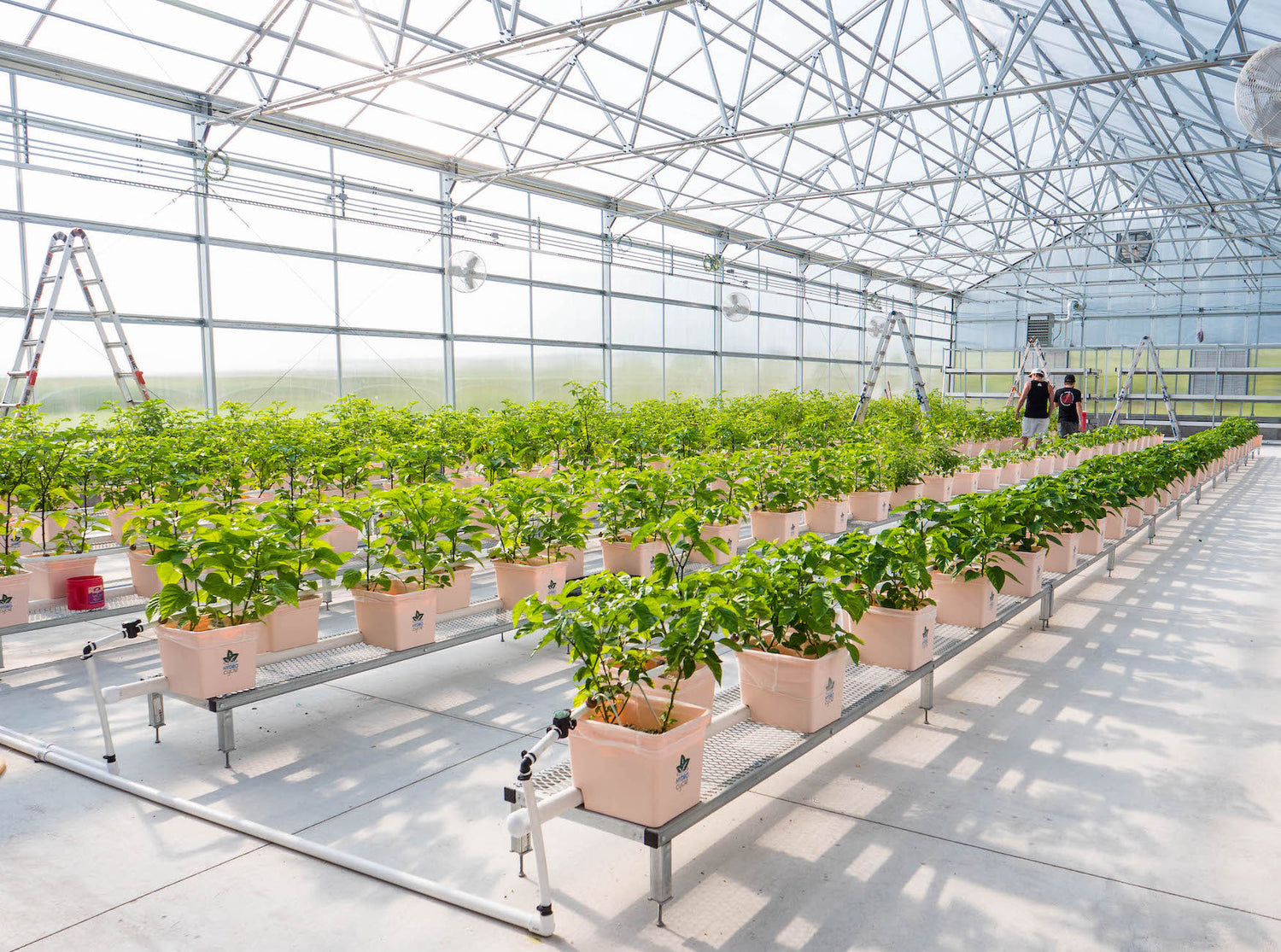 Pepper Joe's Wholesale - Buy and sell bulk seeds or seedlings