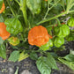 Peach Scotch Bonnet Pepper Plants