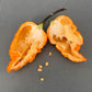 Pepper Joe's California Reaper pepper. Mature pepper shown to represent seeds for sale, cut open to display seeds inside on gray table