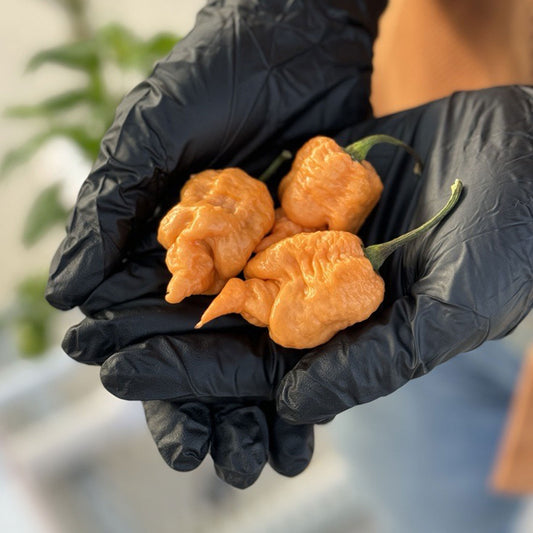 Pepper Joe's California Peach Reaper Pepper Pods. Three mature peppers shown to represent seeds for sale, held in a black gloved hand