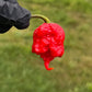Pepper Joe's Carolina Reaper Pepper Pod. Mature pepper shown to represent seeds for sale, held in a black gloved hand