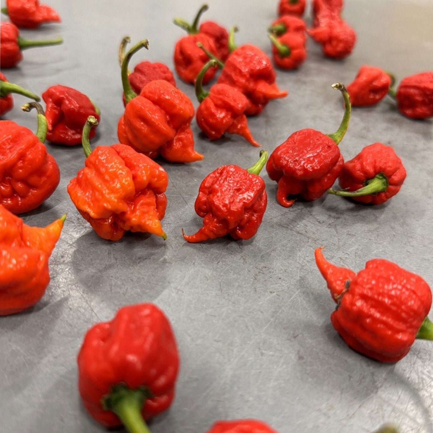 Pepper Joe's Carolina Reaper Pepper pods. Mature peppers shown to represent seeds for sale, on gray table