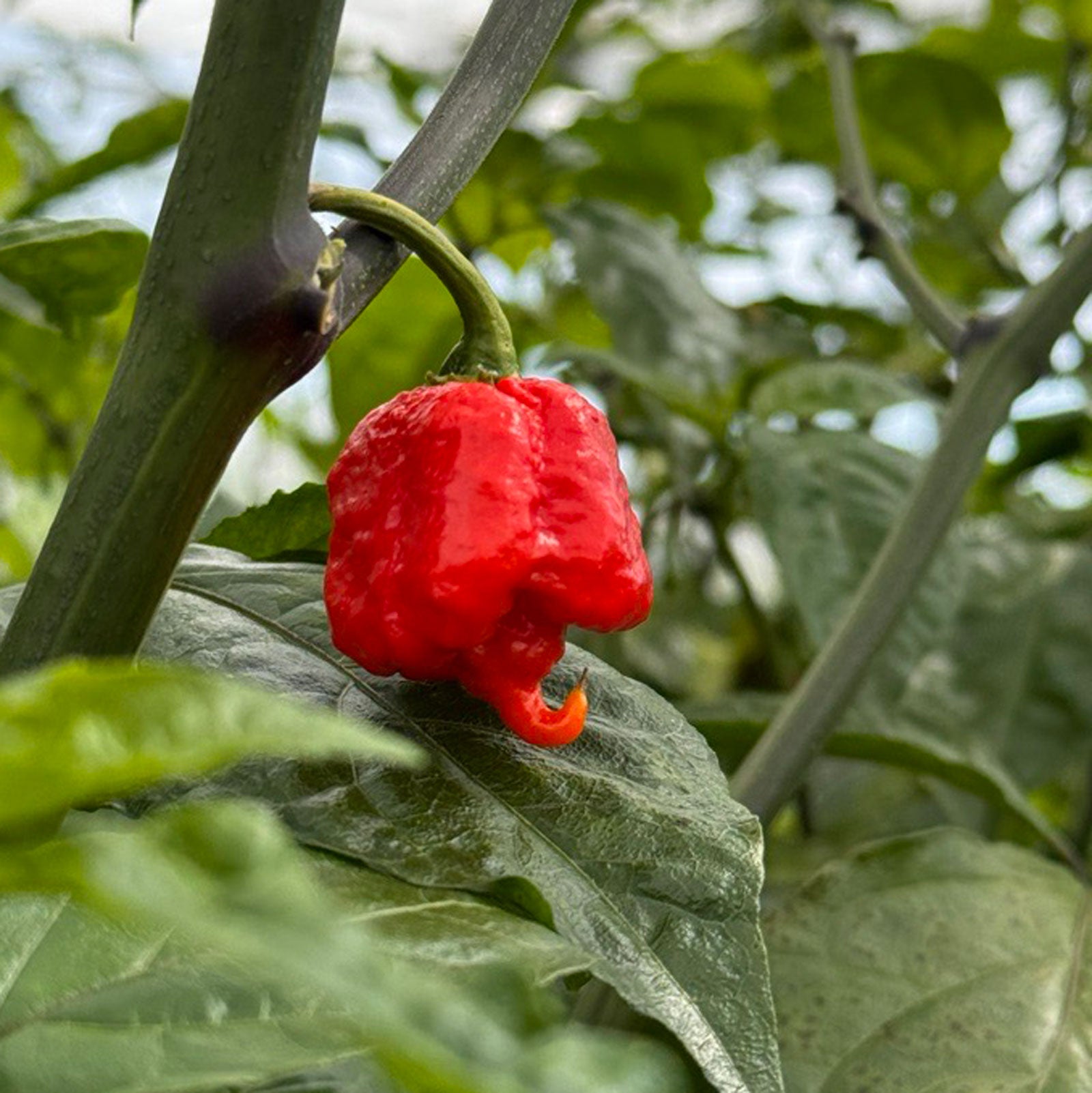 Pepper Joe's Carolina Reaper Pepper, mature pepper ripened on plant shown to represent seeds for sale