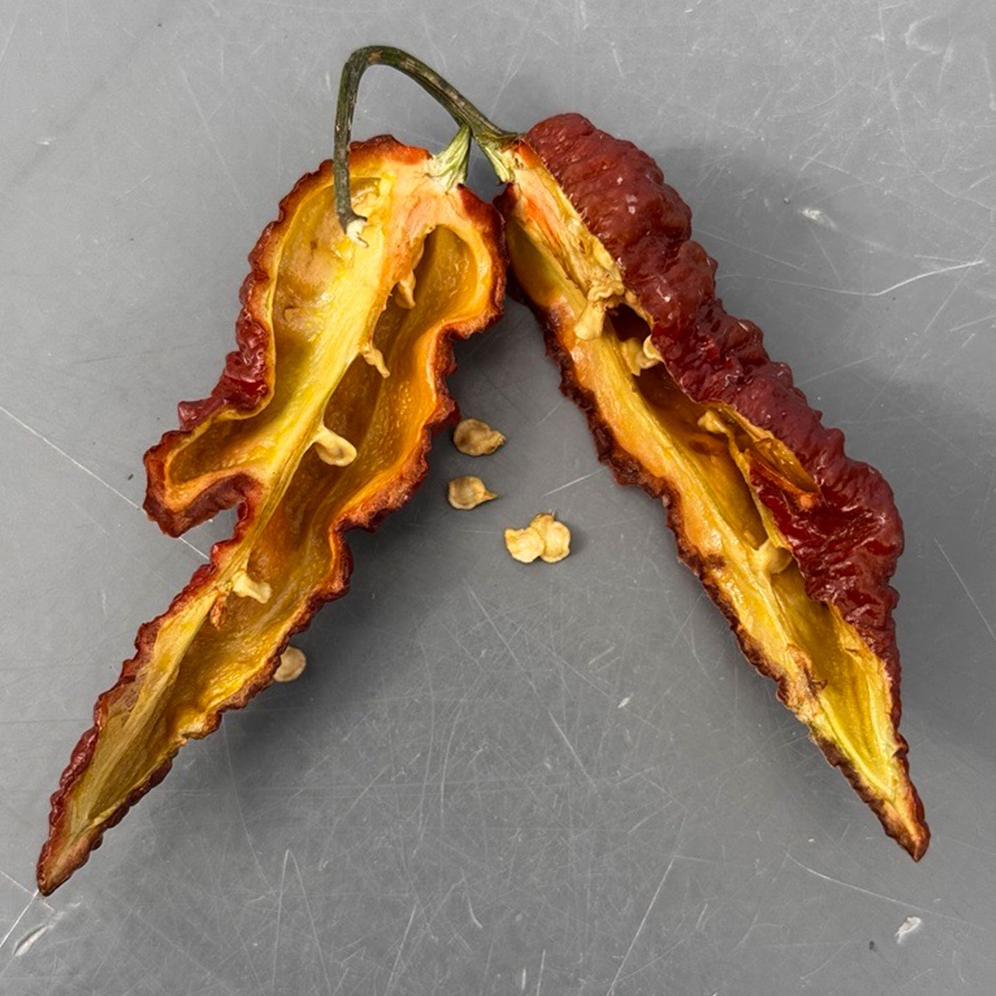 Pepper Joe's Chocolate Ghost pepper. Mature pepper shown to represent seeds for sale, cut open to display seeds inside on gray table