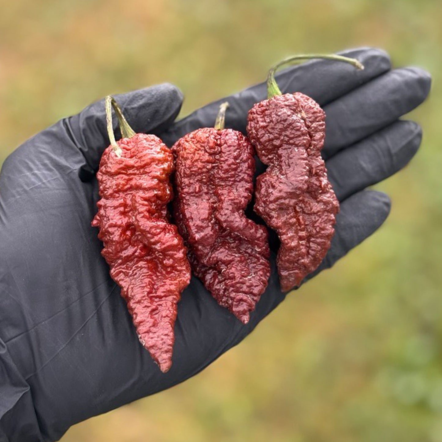 Pepper Joe's Chocolate Ghost Pepper Pods. Three mature peppers shown to represent seeds for sale, held in a black gloved hand