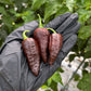 Pepper Joe's Chocolate Ghost Pepper Pods. Three mature peppers shown to represent seeds for sale, held in a black gloved hand