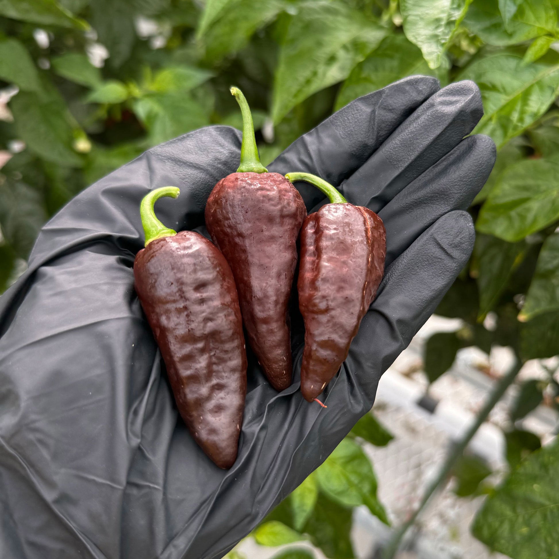 Pepper Joe's Chocolate Ghost Pepper Pods. Three mature peppers shown to represent seeds for sale, held in a black gloved hand