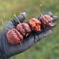 Pepper Joe's Chocolate Reaper Pepper Pods. Four mature pepper shown to represent seeds for sale, held in a black gloved hand