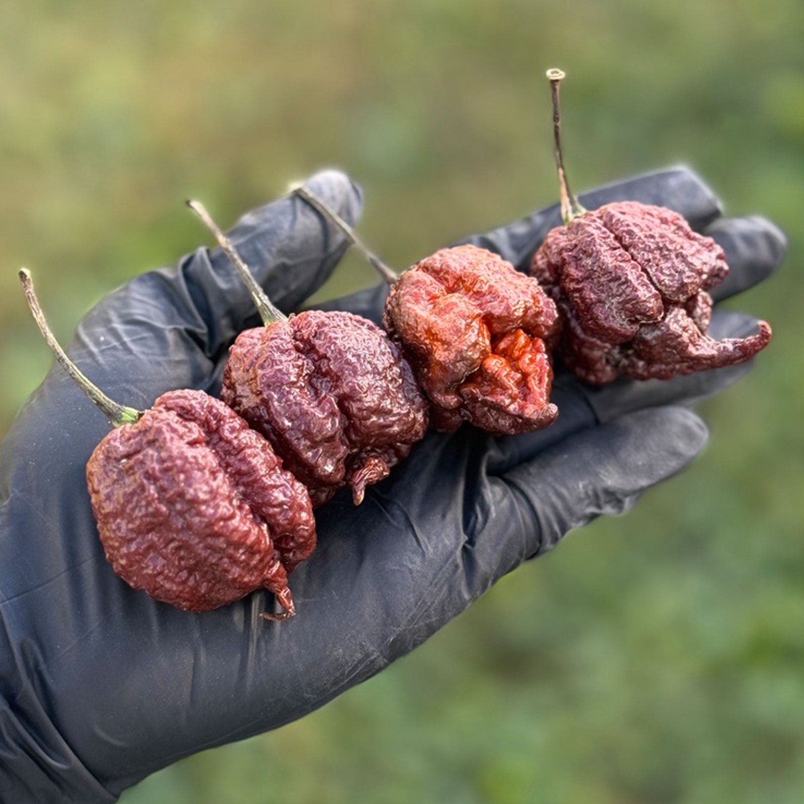 Pepper Joe's Chocolate Reaper Pepper Pods. Four mature pepper shown to represent seeds for sale, held in a black gloved hand