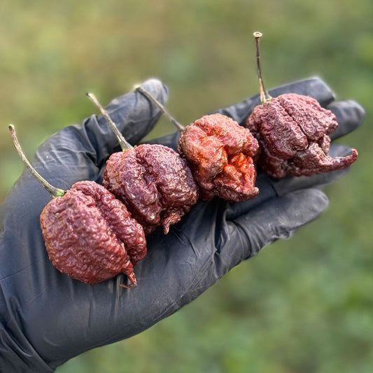 Pepper Joe's Chocolate Reaper Pepper Pods. Four mature pepper shown to represent seeds for sale, held in a black gloved hand
