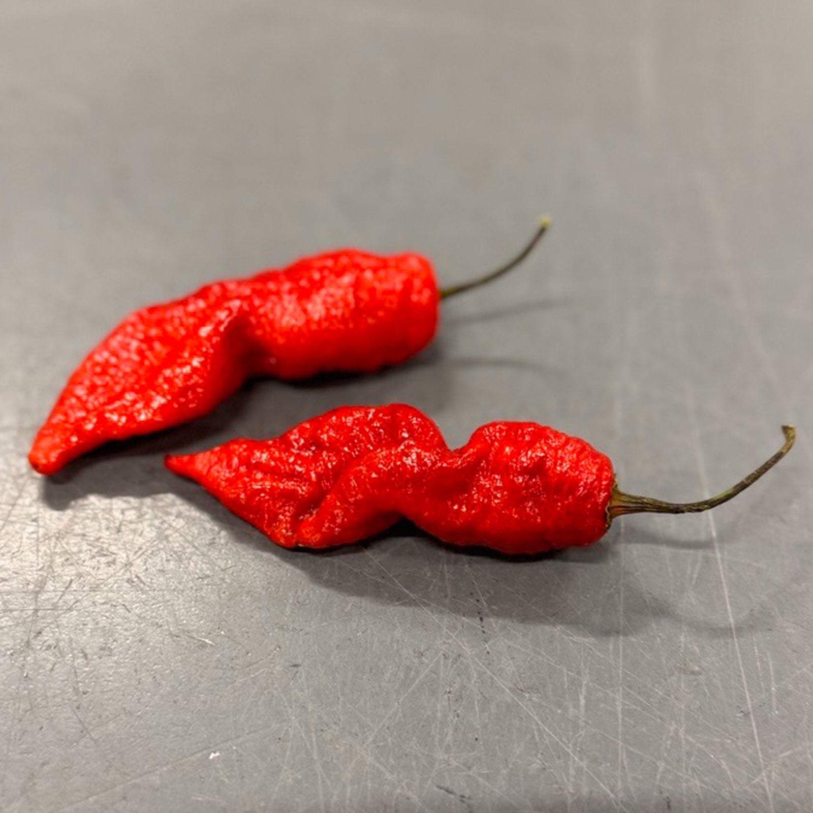 Pepper Joe's Death Spiral Peppers. Two mature peppers shown to represent seeds for sale, on gray table