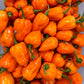 Pepper Joe's Orange Habanero Pepper Pods. Container of mature peppers shown to represent seeds for sale