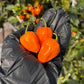 Pepper Joe's Orange Habanero Pepper Pods. Three mature peppers shown to represent seeds for sale, held in a black gloved hand