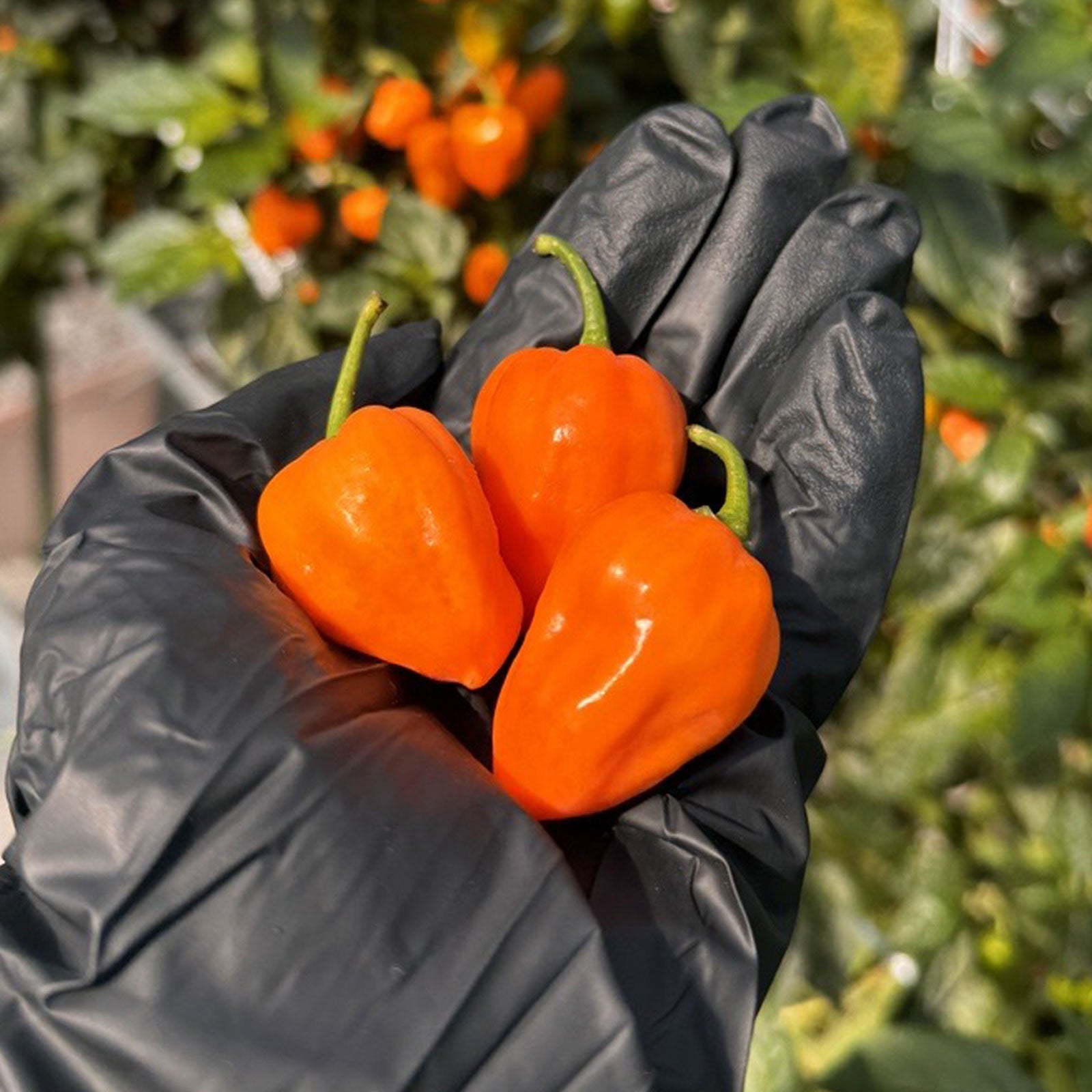 Pepper Joe's Orange Habanero Pepper Pods. Three mature peppers shown to represent seeds for sale, held in a black gloved hand