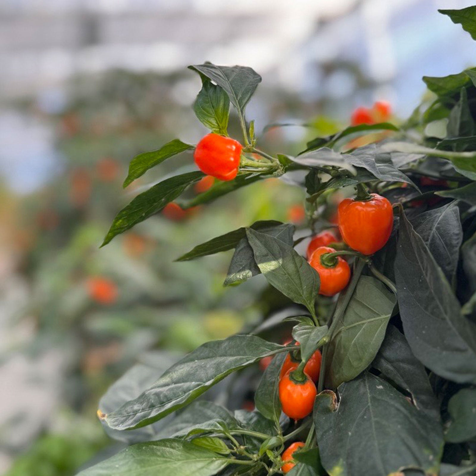 Pepper Joe's Orange Habanero Peppers ripened on plant shown to represent seeds for sale
