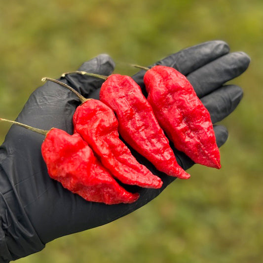Pepper Joe's Komodo Dragon Pepper Pods. Four mature peppers shown to represent seeds for sale, held in a black gloved hand