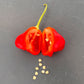 Pepper Joe's Mushroom Red Cap pepper. Mature pepper shown to represent seeds for sale, cut open to display seeds inside on gray table