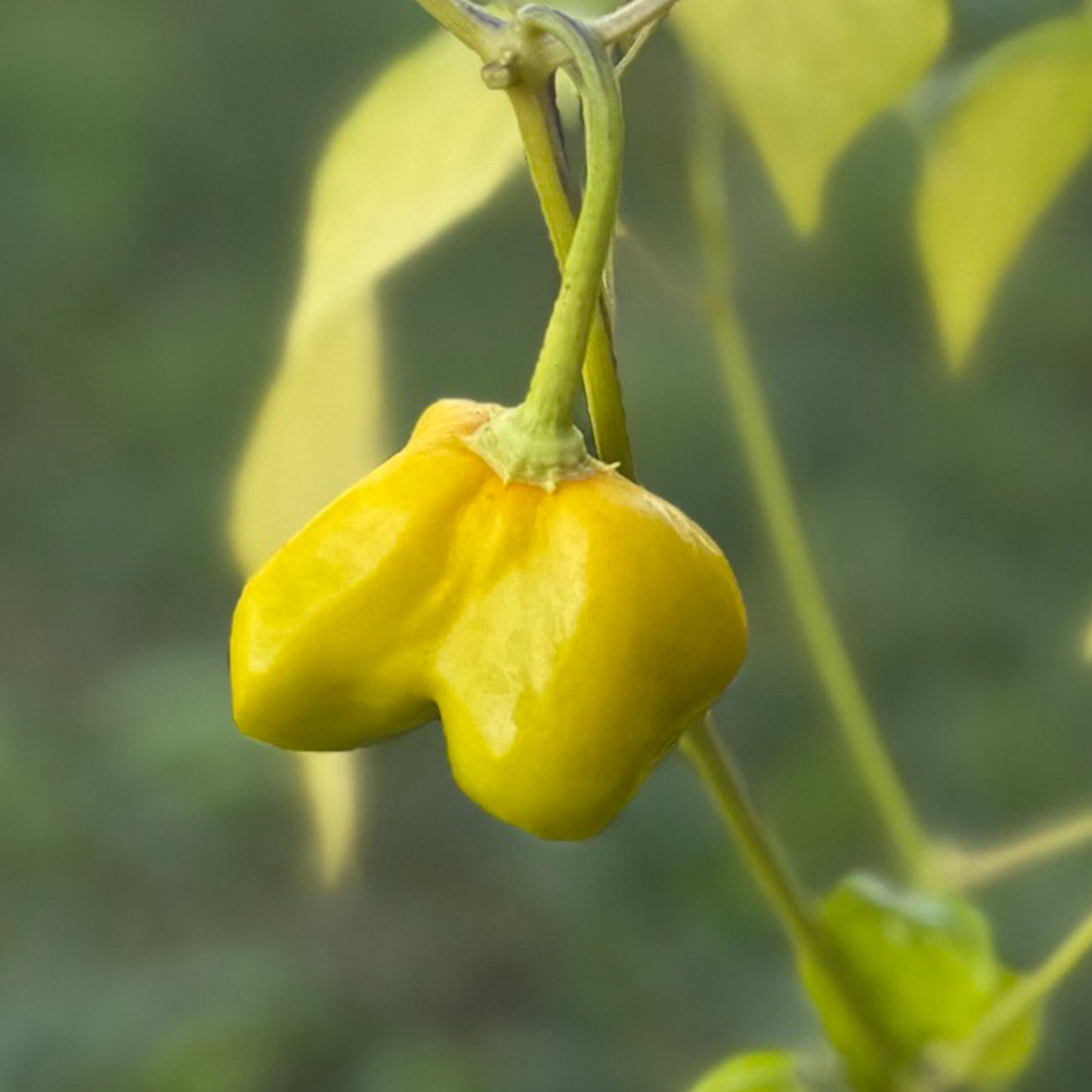 Pepper Joe's Mushroom Red Cap Pepper, ripening pepper growing on plant shown to represent seeds for sale