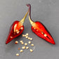 Pepper Joe's Purple Jalapeno pepper. Mature pepper shown to represent seeds for sale, cut open to display seeds inside on gray table