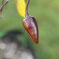 Pepper Joe's Purple Jalapeno Pepper ripened on plant shown to represent seeds for sale