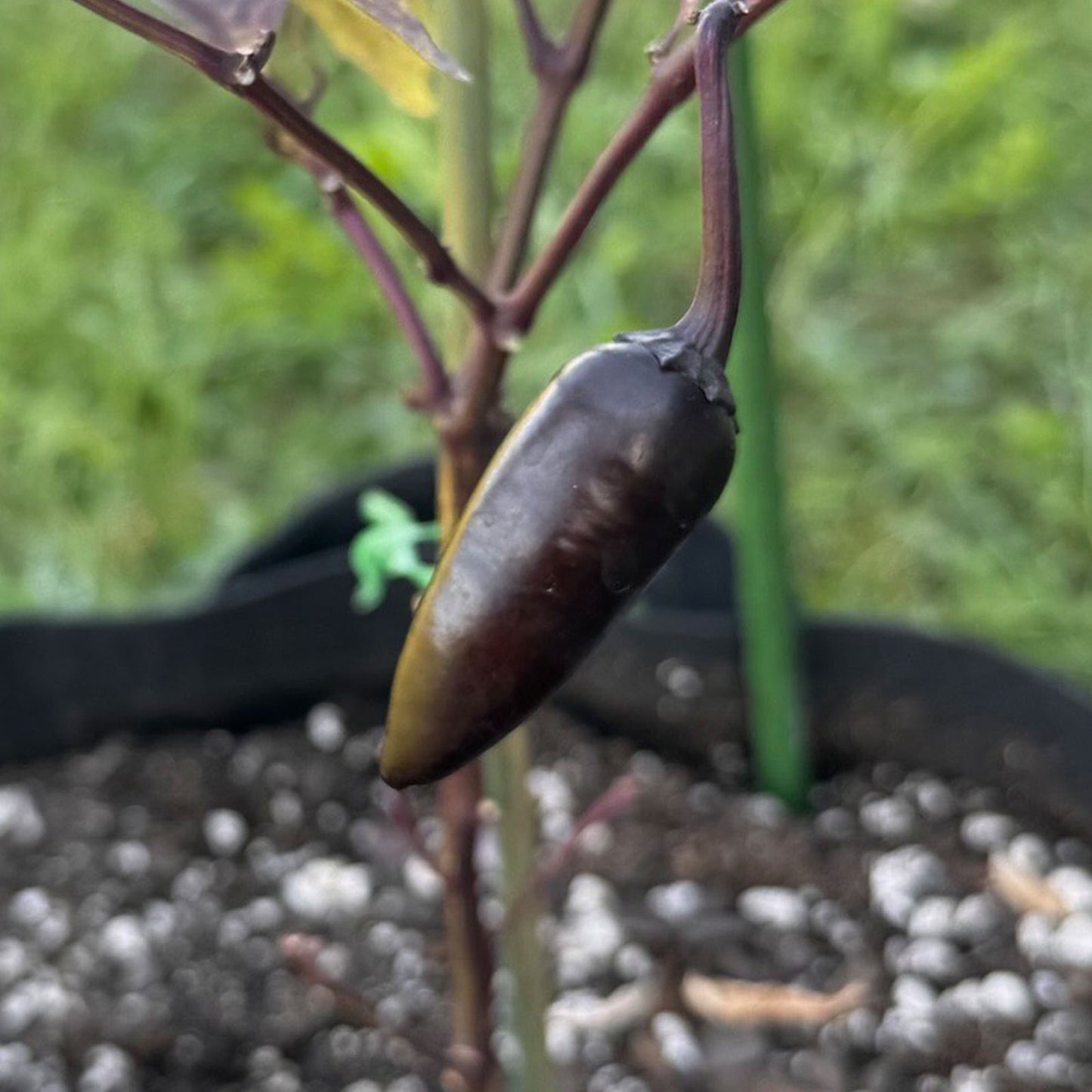 Pepper Joe's Purple Jalapeno Pepper ripened on plant shown to represent seeds for sale