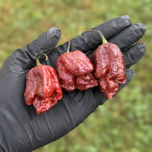 Pepper Joe's Puprle Reaper Pepper Pods. Three mature peppers shown to represent seeds for sale, held in a black gloved hand