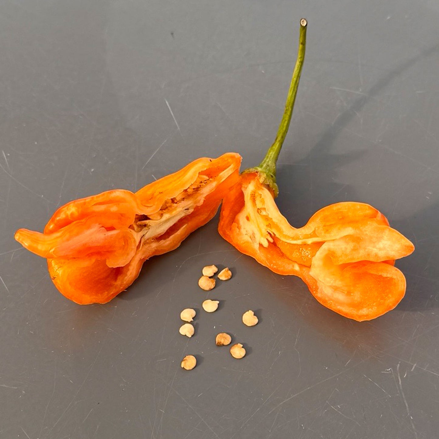 Pepper Joe's Sugar Rush Stipey pepper. Mature pepper shown to represent seeds for sale, cut open to display seeds inside on gray table