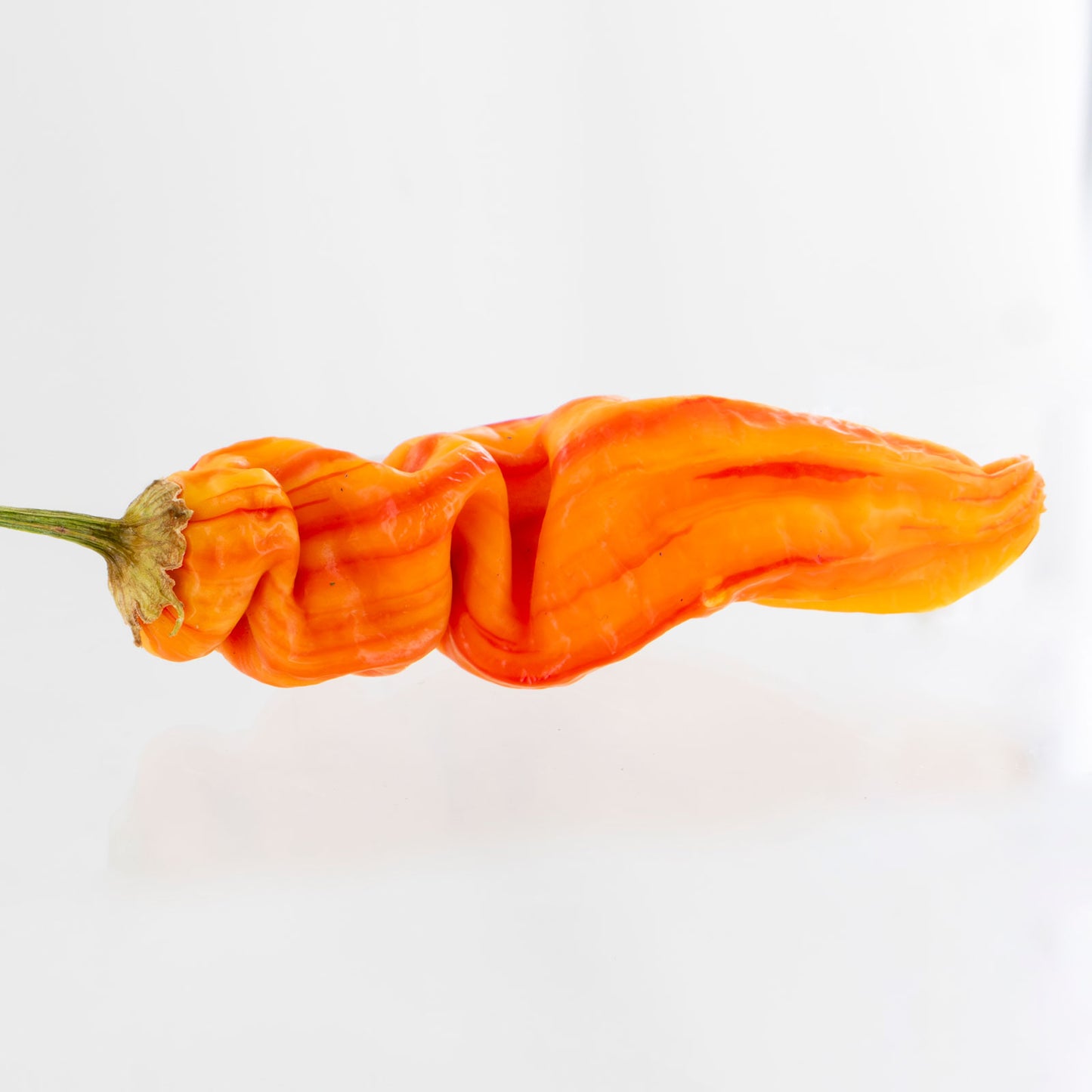 Pepper Joe's Sugar Rush Stripey Pepper pod. Mature pepper shown to represent seeds for sale, with white background