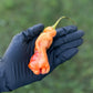 Pepper Joe's Sugar Rush Stripey Pepper Pod. Mature pepper shown to represent seeds for sale, held in a black gloved hand