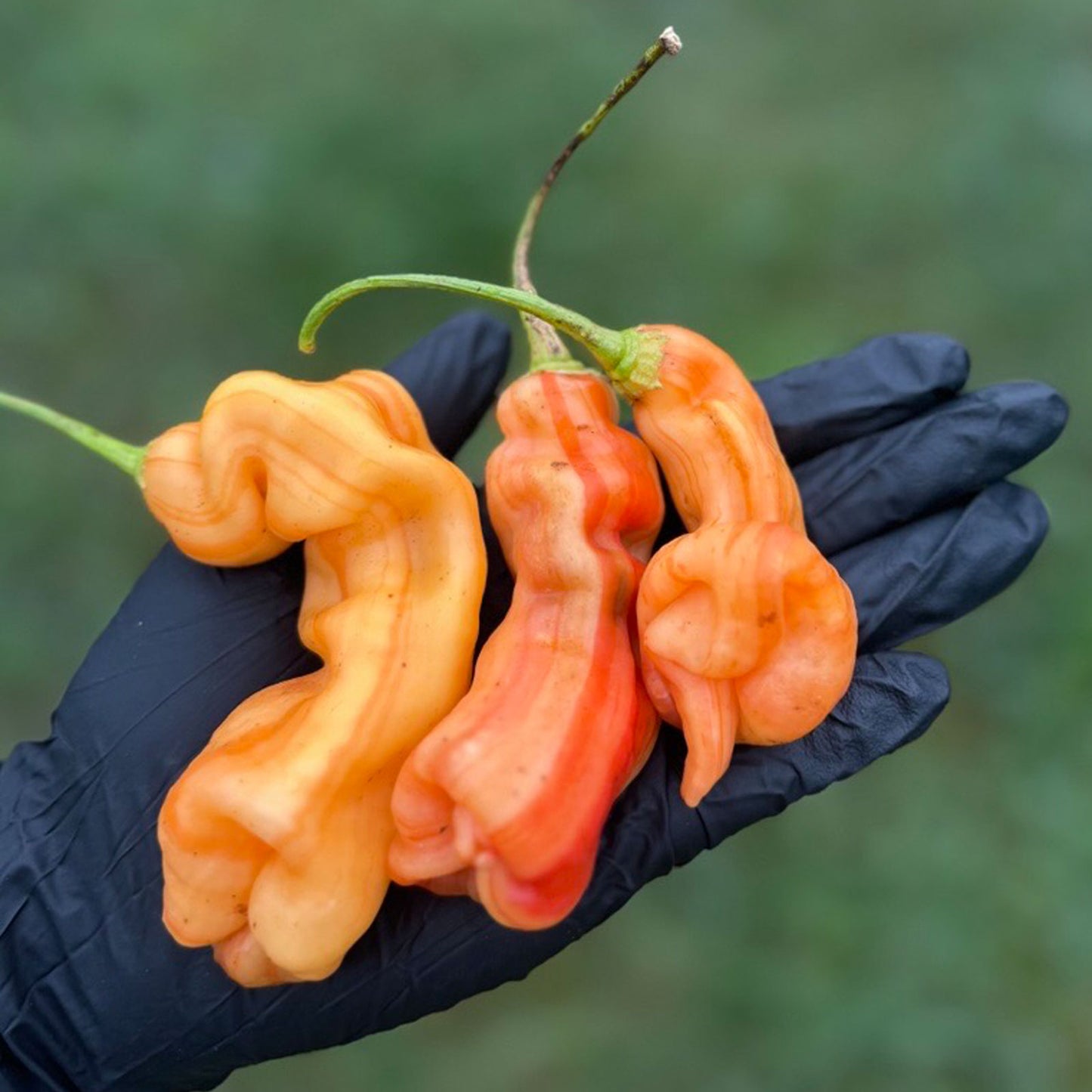 Pepper Joe's Sugar Rush Stripey Pepper Pods. Three mature peppers shown to represent seeds for sale, held in a black gloved hand