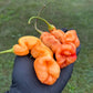 Pepper Joe's Sugar Rush Stripey Pepper Pods. Three mature peppers shown to represent seeds for sale, held in a black gloved hand