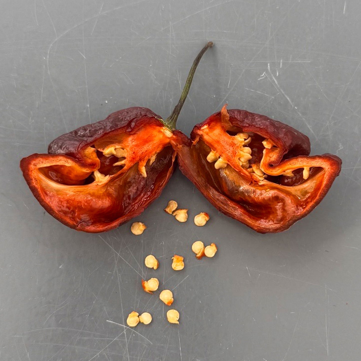 Pepper Joe's Trinidad Scorpion Chocolate Cappuccino pepper. Mature pepper shown to represent seeds for sale, cut open to display seeds inside on gray table