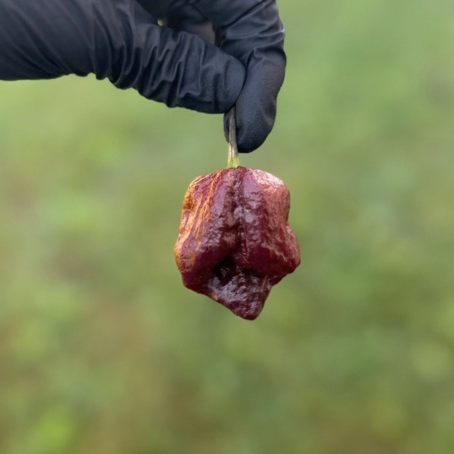 Pepper Joe's Trinidad Scorpion Chocolate Cappuccino Pepper Pod. Mature pepper shown to represent seeds for sale, held in a black gloved hand