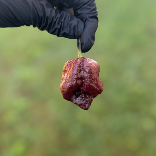 Pepper Joe's Trinidad Scorpion Chocolate Cappuccino Pepper Pod. Mature pepper shown to represent seeds for sale, held in a black gloved hand