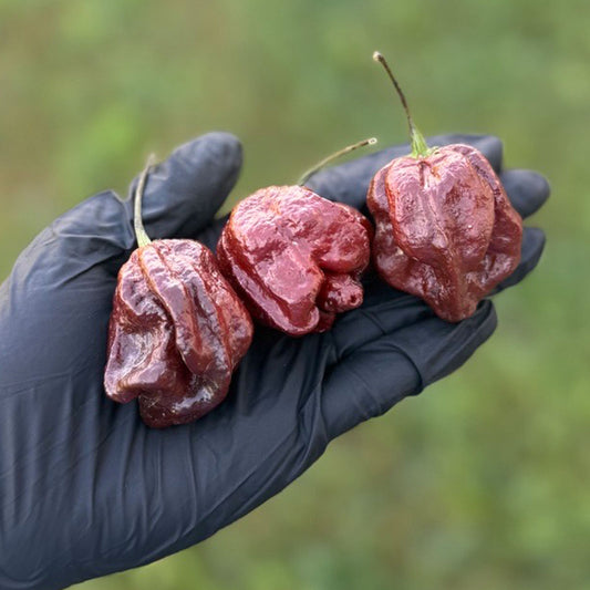 Pepper Joe's Trinidad Scorpion Chocolate Cappuccino Pepper Pods. Three mature pepper shown to represent seeds for sale, held in a black gloved hand