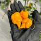 Pepper Joe's Yellow Reaper Pepper Pods. Three mature peppers shown to represent seeds for sale, held in a black gloved hand