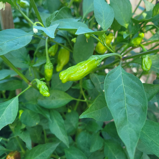 Italian Pepperoncini Peppers ripening on the plant used to display pepper seeds for sale