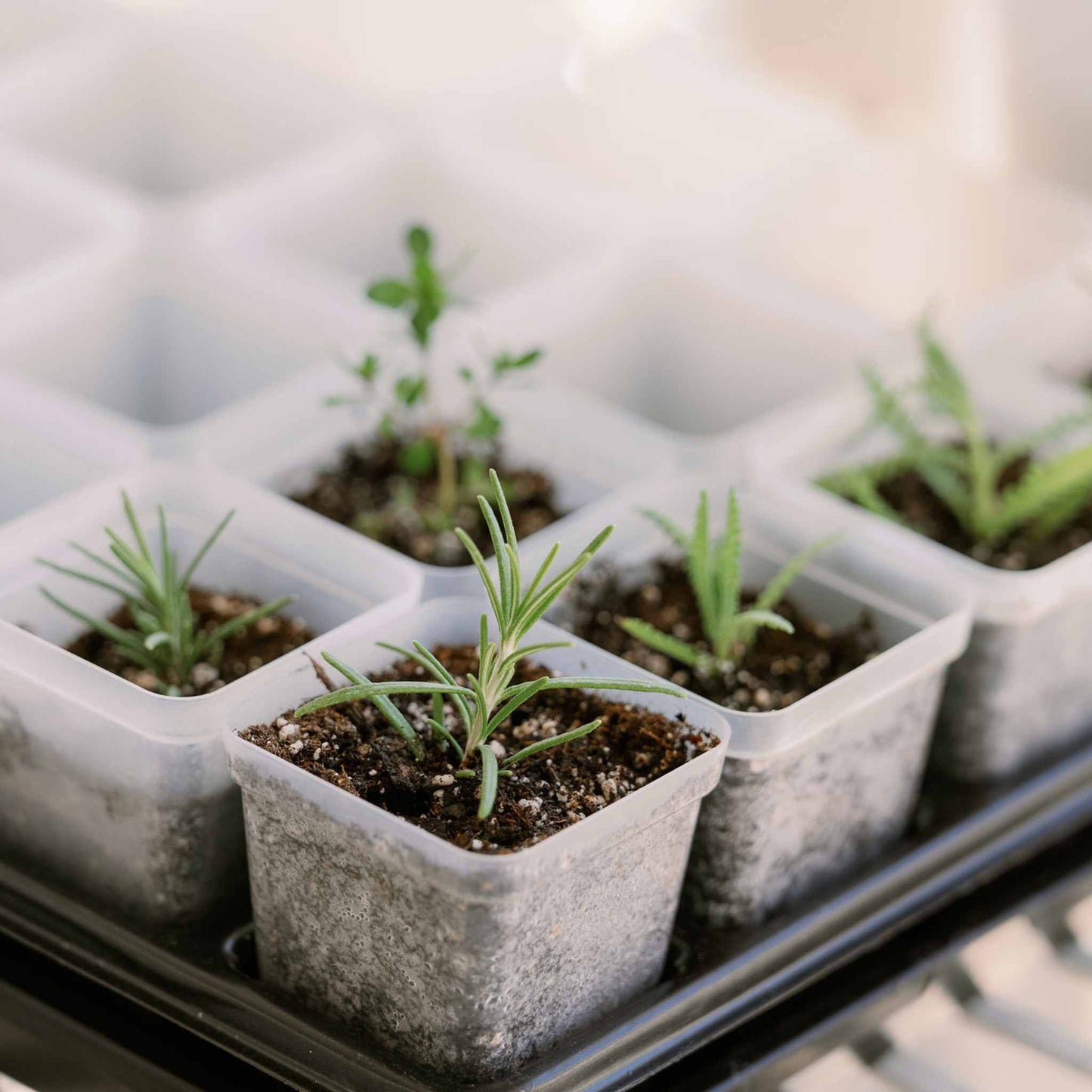 Propagation Kit | For Cuttings, Seedlings and More