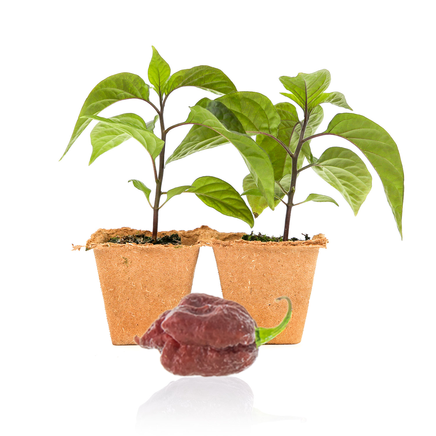 Plantas de pimiento Carolina Reaper color melocotón morado