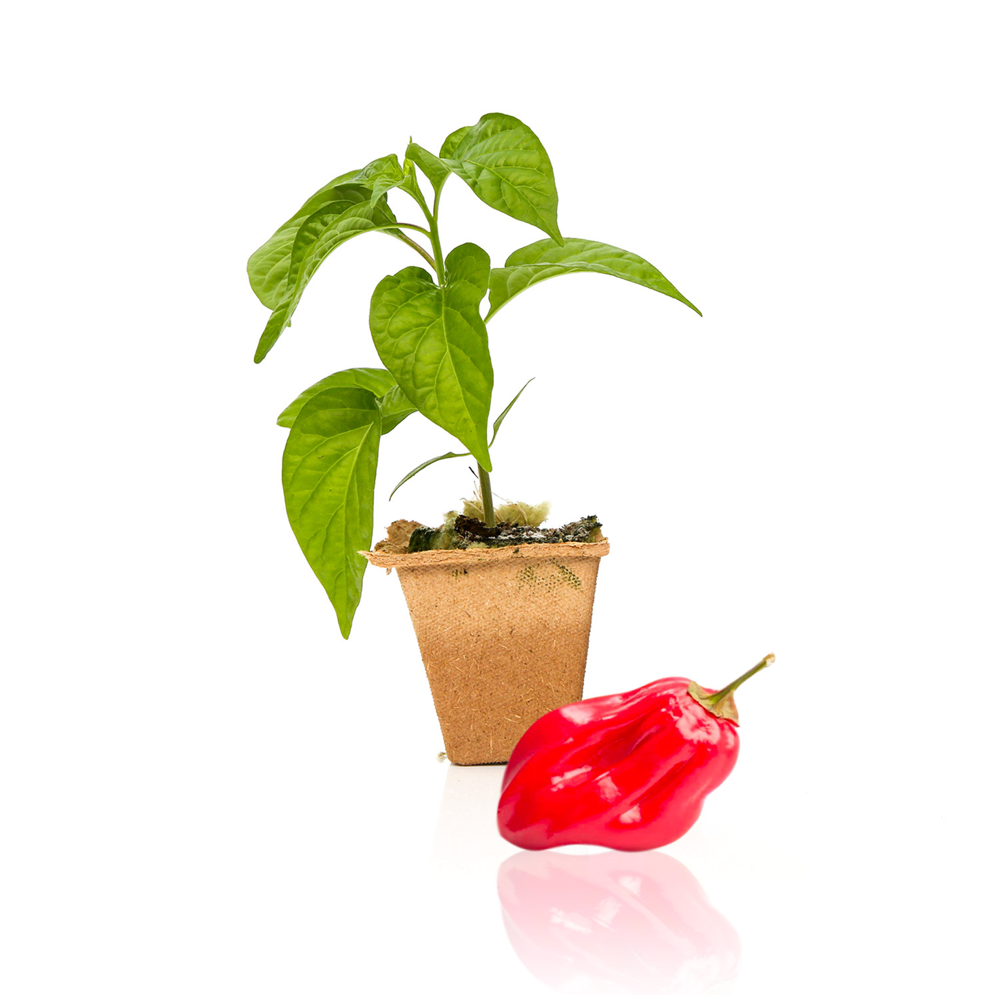 Plantas de chile habanero Savina Roja