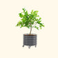 Potted lemon tree not bearing fruit in the modern gray self-watering rolling citrus tree planter on a white background