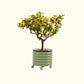 Potted lemon tree with fruit in the olive green self-watering rolling citrus tree planter on a white background