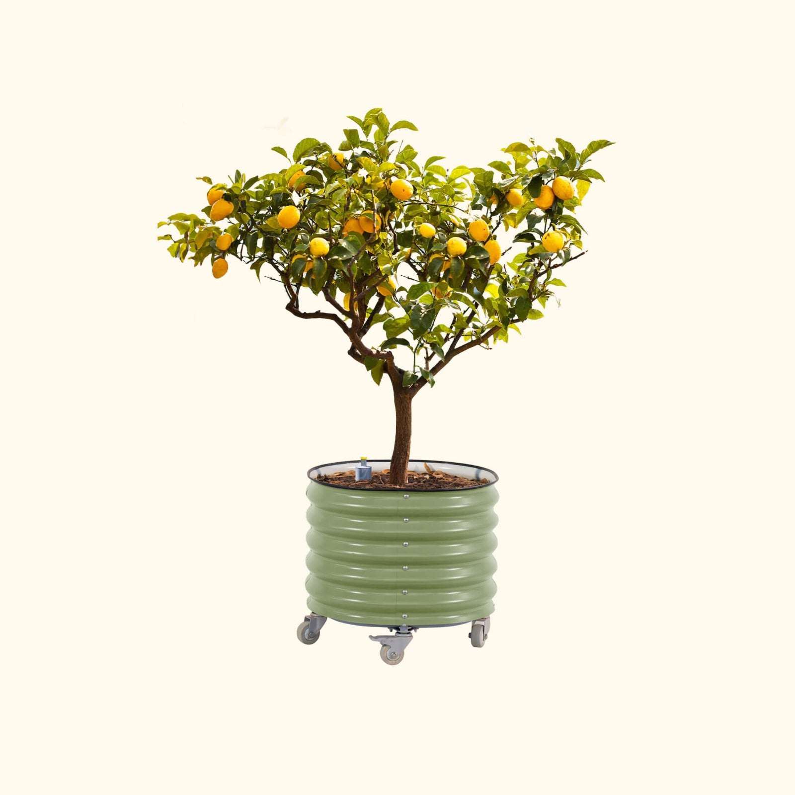 Potted lemon tree with fruit in the olive green self-watering rolling citrus tree planter on a white background
