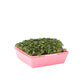 5X5 Shallow Microgreen Trays