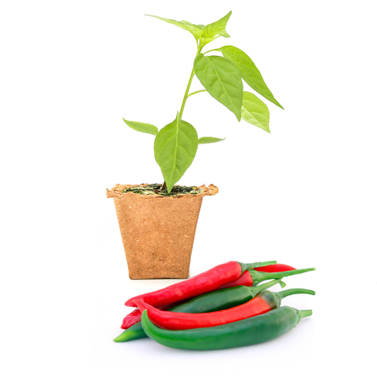 Thai Dragon Pepper Plants