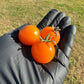Three Sungold cherry tomatoes in black gloved hand used to display tomato seeds for sale