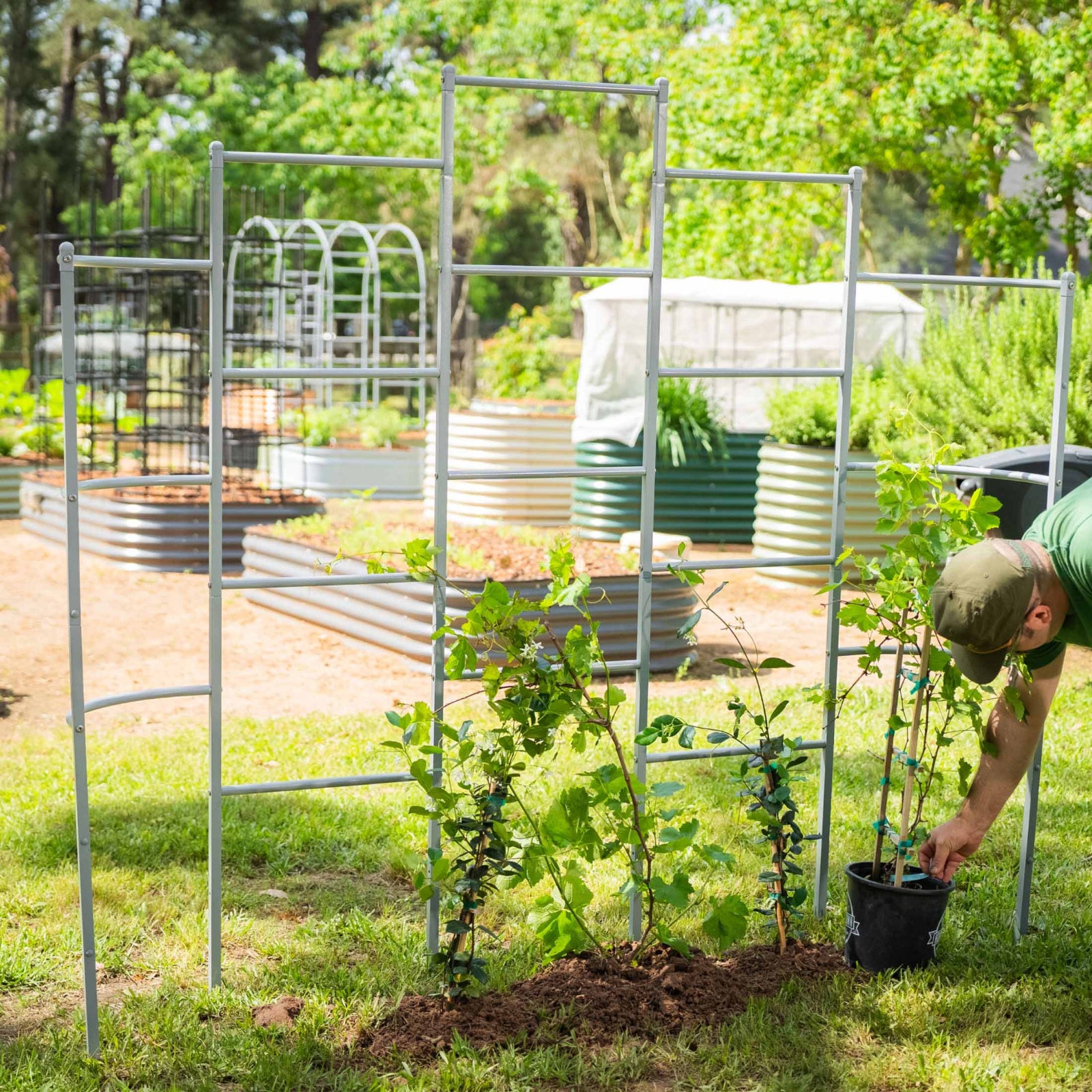 Wall Trellis system for raised garden beds installed directly in the ground in a backyard.